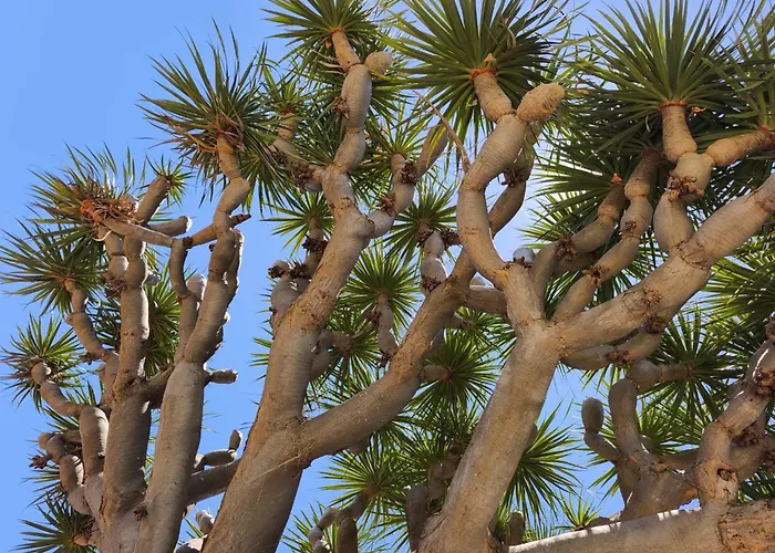 Great Views&heated Pool - El Perenquen 5 Apartamento *